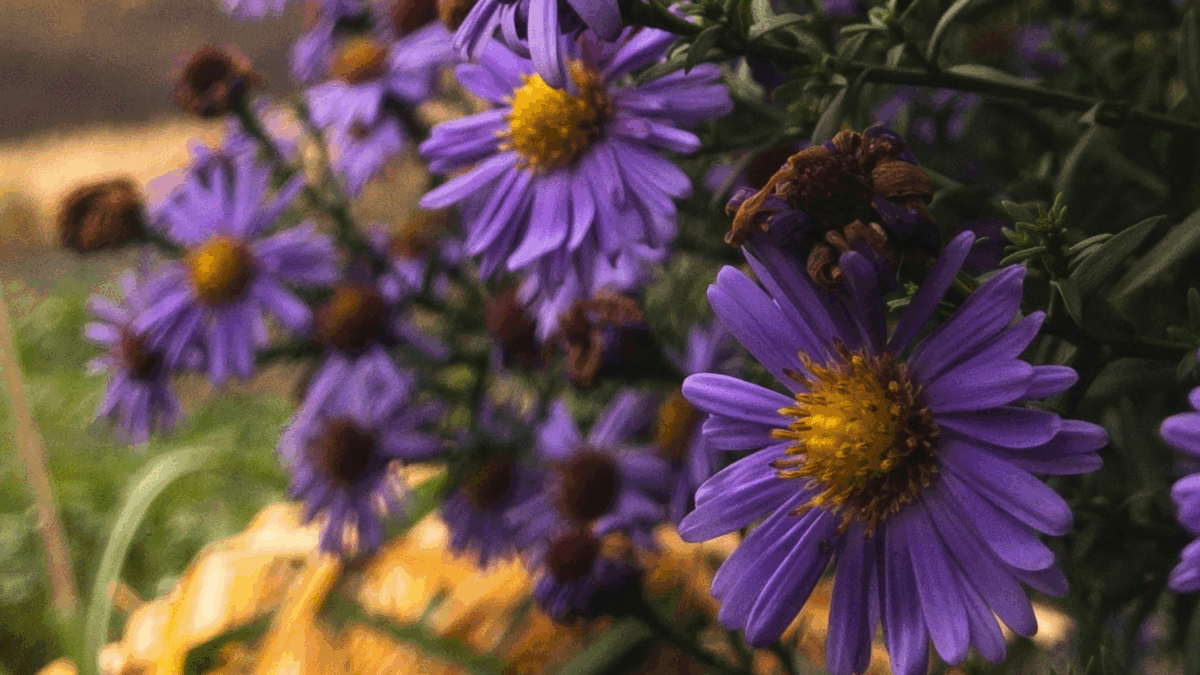 Pennsylvania’s October Keystone: The Aster